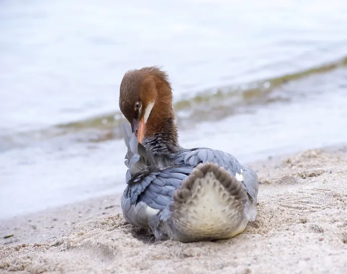 Framed Print : Goosander (Mergus merganser merganser)