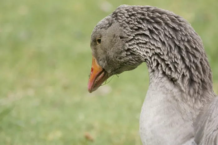 Framed Print : Goose, Oie de Toulouse, Boissy sous Saint Yon