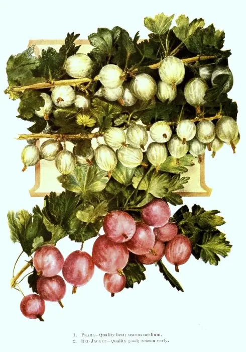 Framed Print : Gooseberries of the variety: 1