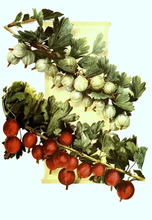 Framed Print : Gooseberries of the variety: 1 Framed Print : Gooseberries of the variety: 1