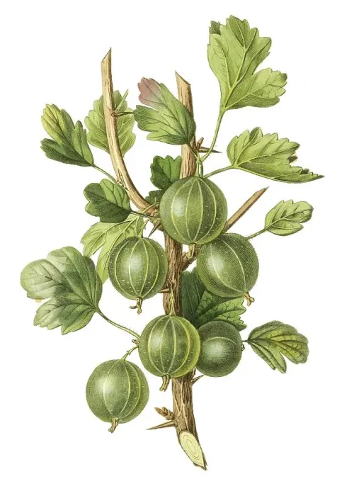 Framed Print : Gooseberry, gooseberry early green hairy Framed Print : Gooseberry, gooseberry early green hairy