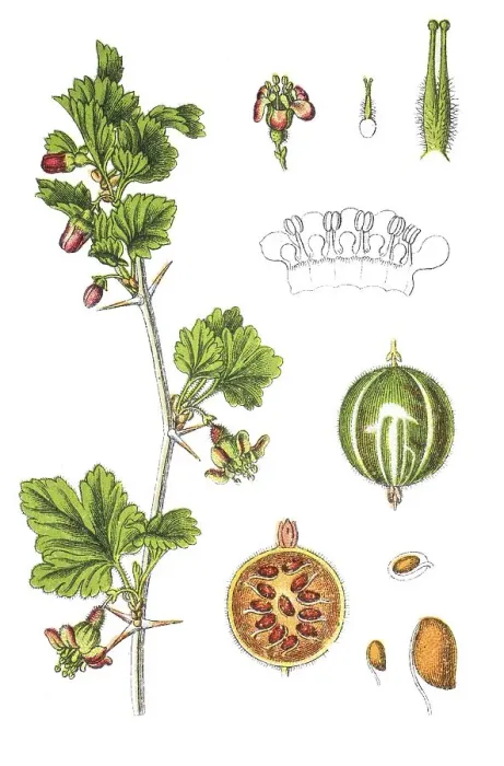 Framed Print : Gooseberry (Ribes uva-crispa syn)