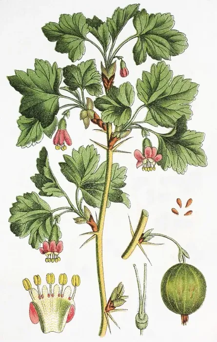 Framed Print : Gooseberry (Ribes uva-crispa syn) Framed Print : Gooseberry (Ribes uva-crispa syn)