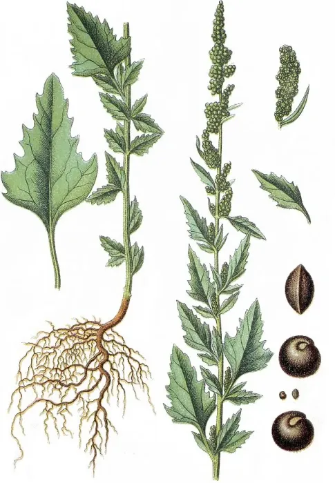 Framed Print : Goosefoot (Chenopodium agreste) Framed Print : Goosefoot (Chenopodium agreste)