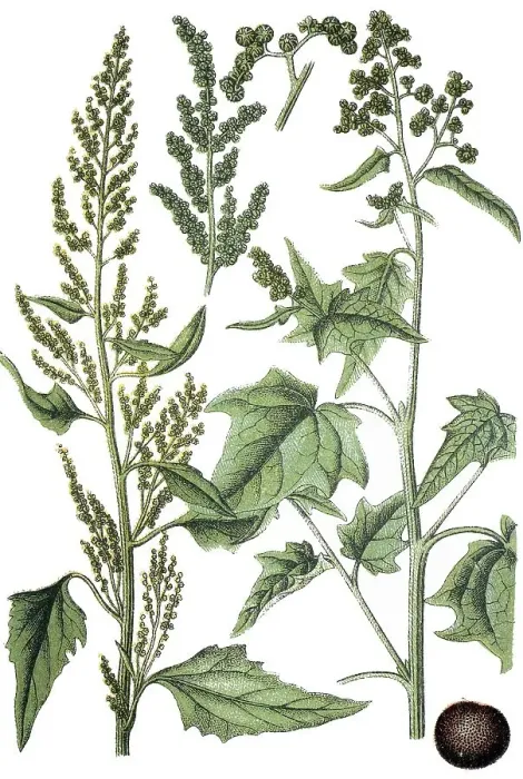 Framed Print : Goosefoot (Chenopodium stramonifolium)