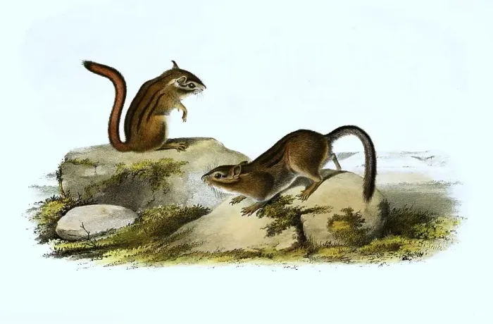 Framed Print : Gopher, Histoic, digitally restored reproduction of an original from the 19th century