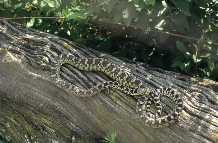 Framed Print : Gopher Snake (Pituophis catenifer)