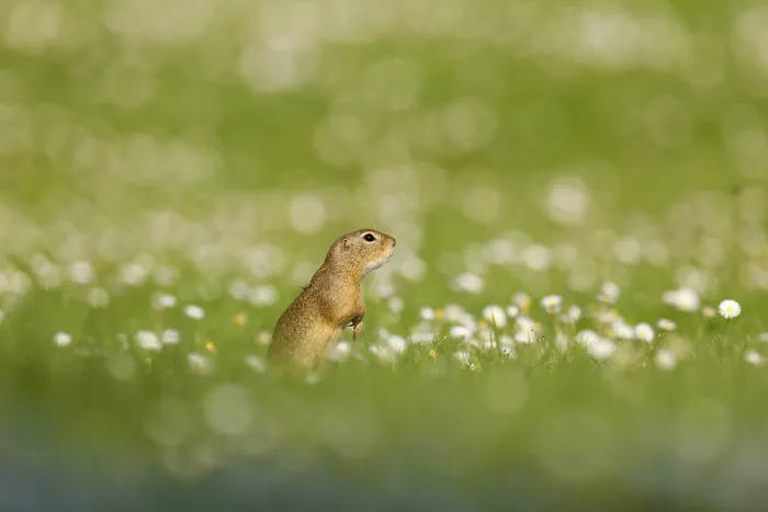 Framed Print : Gopher (Spermophilus citellus) in a flower meadow