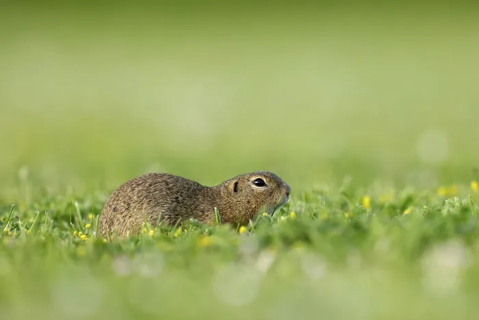 Framed Print : Gopher (Spermophilus citellus) in a flower meadow