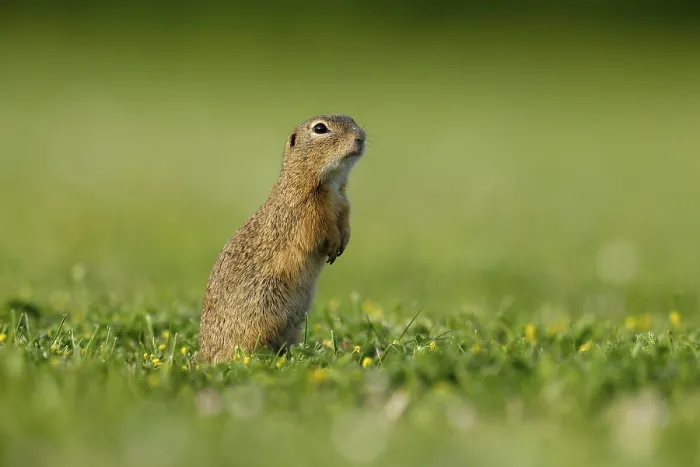 Framed Print : Gopher (Spermophilus citellus) in a flower meadow