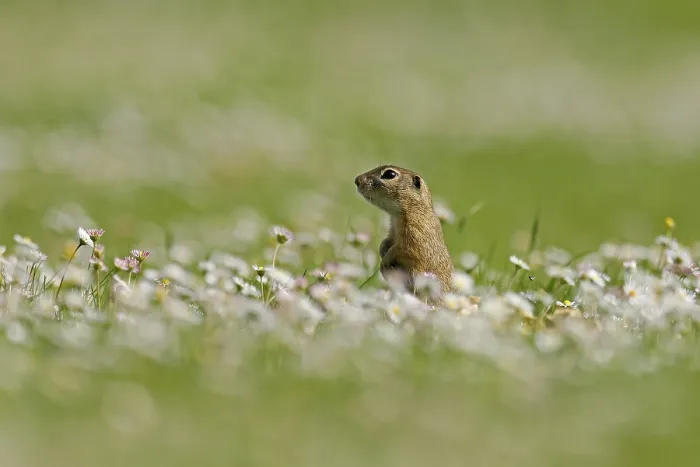 Framed Print : Gopher (Spermophilus citellus) in a flower meadow