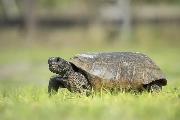 Framed Print : Gopher tortoise (Gopherus polyphemus) in grass