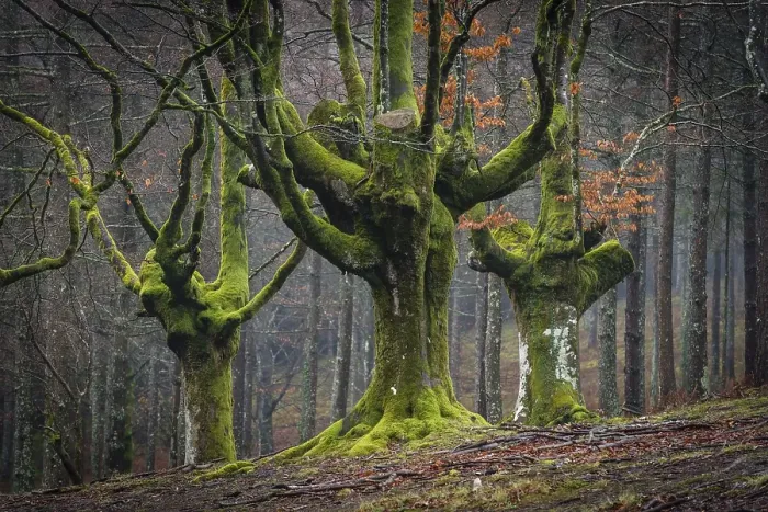 Framed Print : Gorbea Natural Park, Parque natural de Gorbea