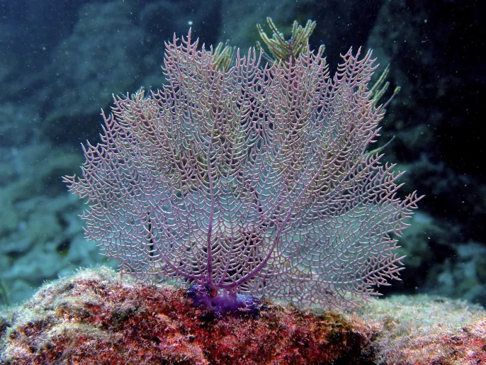 Framed Print : A gorgonian, Common sea fan (Gorgonia ventalina)