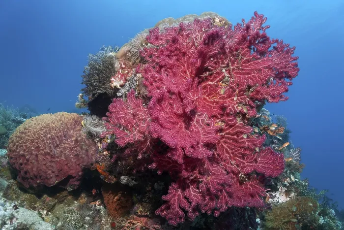 Framed Print : Gorgonian (Euplxaura), red, on small coral block