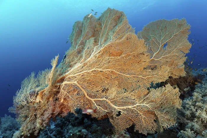 Framed Print : Gorgonian fans (Annella mollis) on coral reef wall
