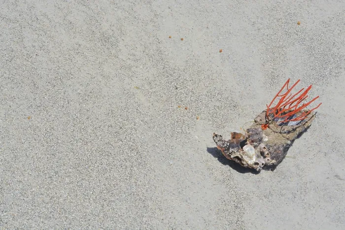 Framed Print : Gorgonian Orange Coral Sea Whip attached to a Pen Shell washed up on Indian Rocks Beach