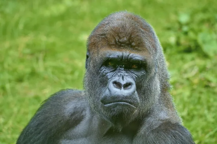 Framed Print : A gorilla with a thoughtful expression in the green wilderness Framed Print : A gorilla with a thoughtful expression in the green wilderness