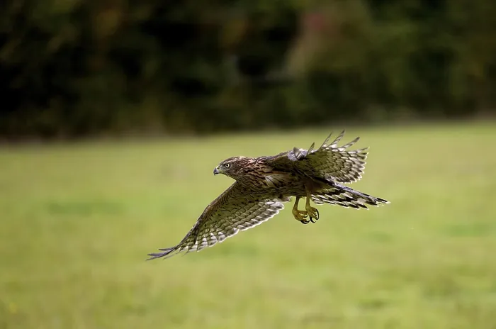Framed Print : GOSHAWK (accipiter gentilis), JUVENILE IN FLIGHT