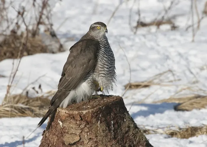 Framed Print : Goshawk (Accipiter gentilis) in winter, perched on one foot