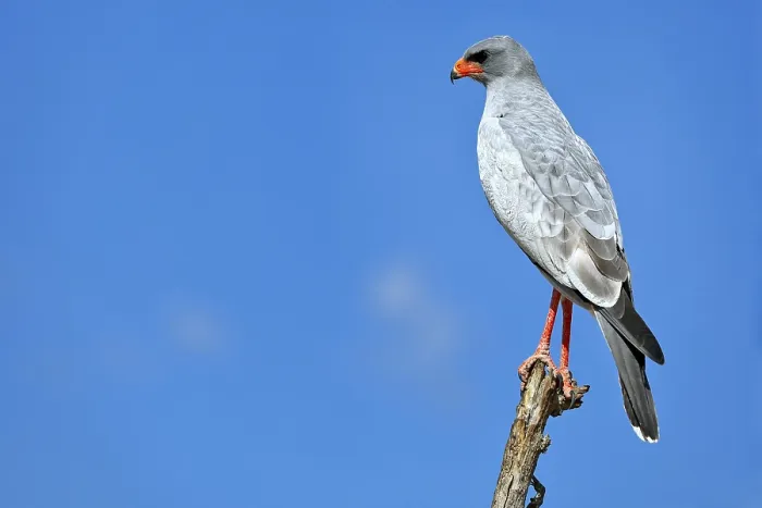 Framed Print : Goshawk, Etosha-Nationalpark, Namibia
