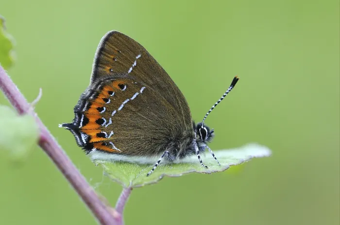 Framed Print : Gossamer winged butterfly (Lycaenidae)