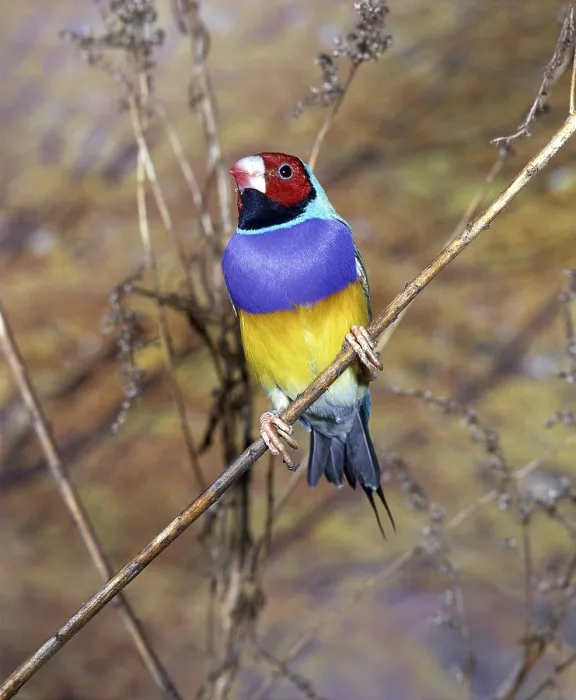 Framed Print : GOULDIAN FINCH chloebia gouldiae