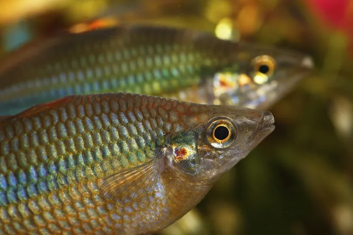 Framed Print : Goyder River - or Banded Rainbow Fish (Melanotaenia trifasciata) native to Australia Framed Print : Goyder River - or Banded Rainbow Fish (Melanotaenia trifasciata) native to Australia