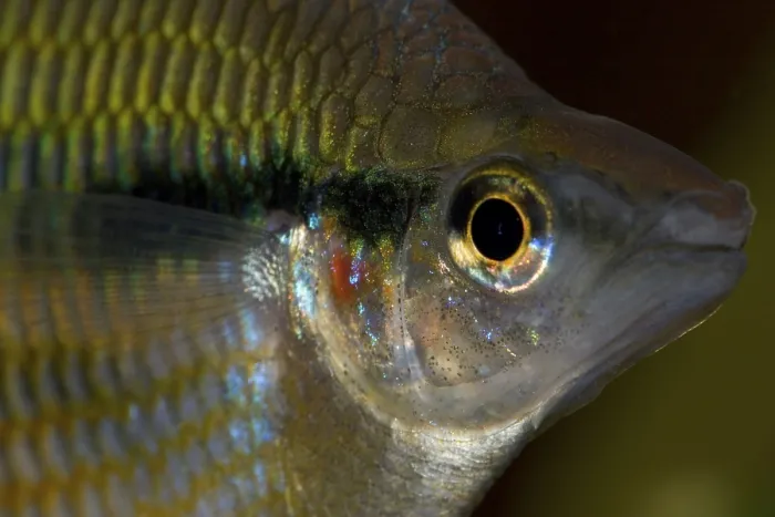 Framed Print : Goyder River Rainbowfish - Banded Rainbow Fish - Melanotaenia trifasciata