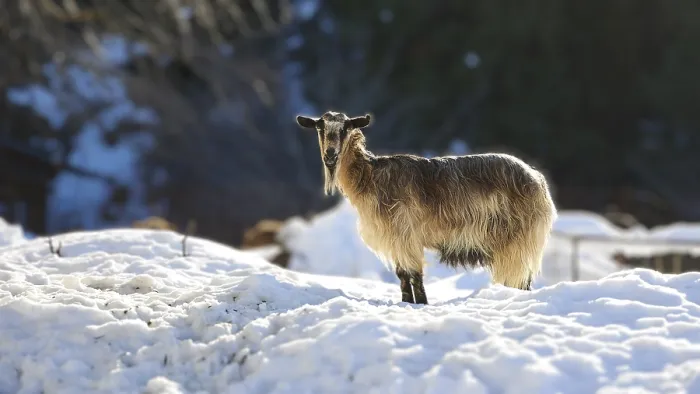 Framed Print : A graceful goat stands raised in the snow