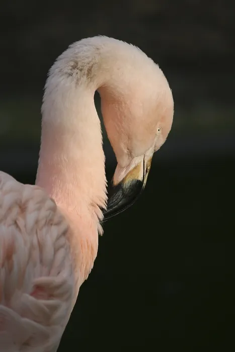 Framed Print : Gracile bird in pink Framed Print : Gracile bird in pink