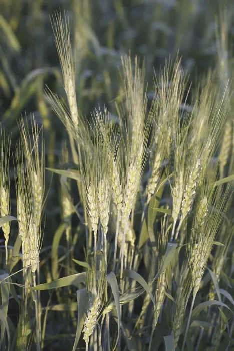 Framed Print : Grain, crop of wheat Gehun Triticum aestivum in field