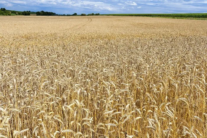 Framed Print : Grain field