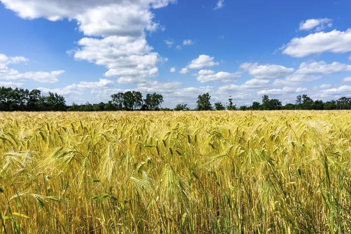 Framed Print : Grain field, in front of harvest