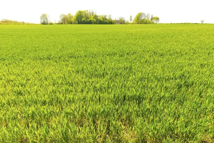 Framed Print : Grain field at the NSG Geltinger Birk