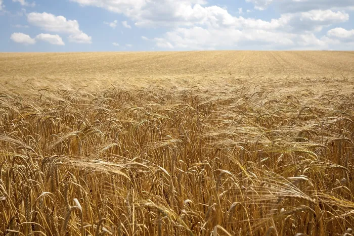 Framed Print : Grain field, ripe barley (Hordeum vulgare)