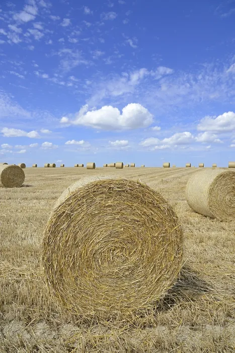 Framed Print : Grain field, stubble field with round bales of straw Framed Print : Grain field, stubble field with round bales of straw