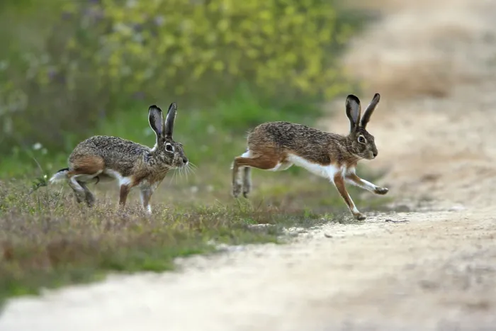 Framed Print : Granada hare (Lepus granatensis) hares Framed Print : Granada hare (Lepus granatensis) hares