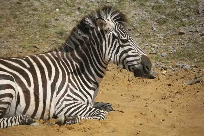 Framed Print : Grant or Bohemian zebra Framed Print : Grant or Bohemian zebra