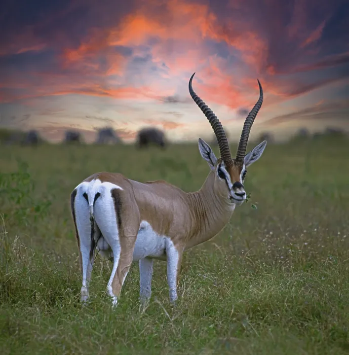 Framed Print : Grant's gazelle, Maasai Mara National Park