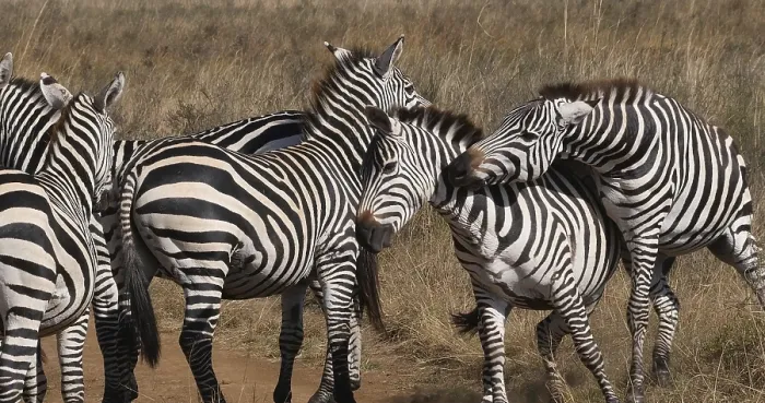 Framed Print : Grant's Zebra (equus burchelli) boehmi Framed Print : Grant's Zebra (equus burchelli) boehmi