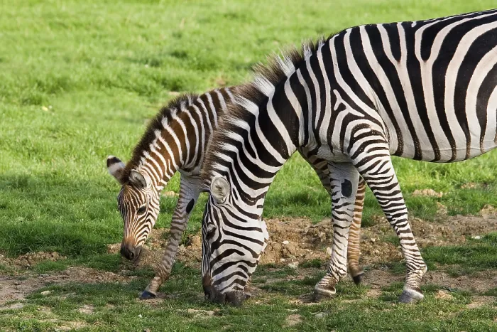 Framed Print : Grant's Zebra (equus burchelli) boehmi Framed Print : Grant's Zebra (equus burchelli) boehmi