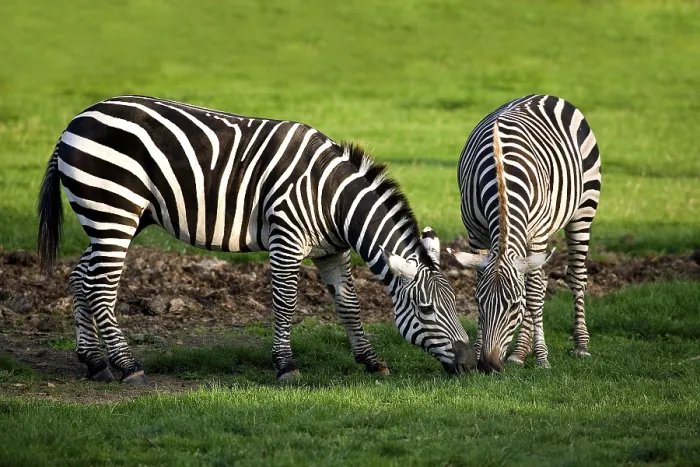 Framed Print : Grant's Zebra (equus burchelli) boehmi Grant's Zebra (equus burchelli) boehmi