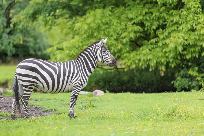 Framed Print : A Grant's zebra (Equus quagga boehmi) stands in a green meadow Framed Print : A Grant's zebra (Equus quagga boehmi) stands in a green meadow