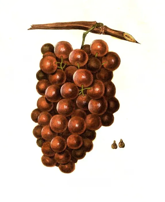 Framed Print : Grape of the Diana variety digitally restored reproduction of an original from the 19th century