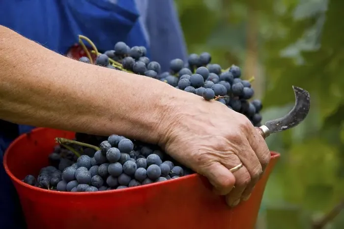 Framed Print : Grape harvest, province of Bolzano-Bozen Framed Print : Grape harvest, province of Bolzano-Bozen