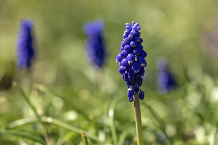 Framed Print : Grape hyacinths (Muscari), Baden-Wurttemberg Framed Print : Grape hyacinths (Muscari), Baden-Wurttemberg