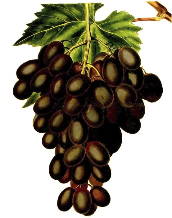 Framed Print : Grape, red wine, red grapes, the Horseforth Seedling Grape
