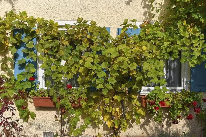 Framed Print : Grape vine (Vitis vinifera) in front of the windows of a residential house