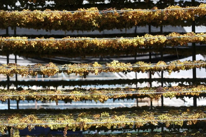 Framed Print : Grapes kept for drying on racks in dry grapes factory at Sangli